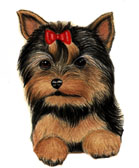 Yorkie Puppy